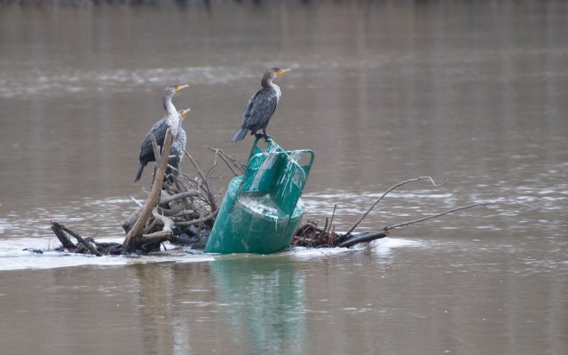 Three double crested cormorants take a break from fishing on a green can.