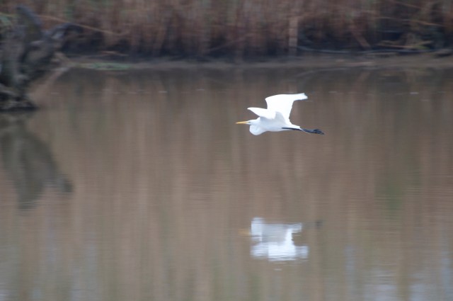 A Great Egret glides over the water.