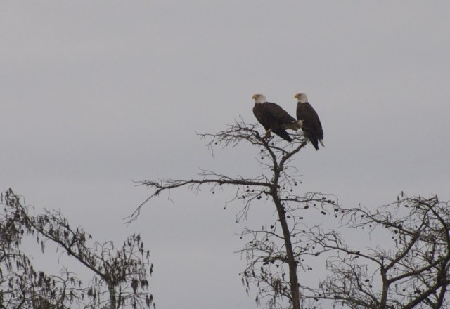 Two Bald Eagles watch the river just north of Mobile.