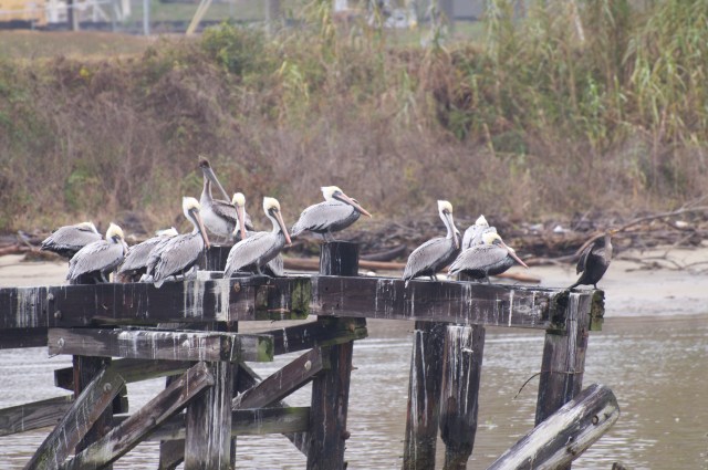 A squadron of Brown Pelicans supervised by a lone Double Crested Cormorant, welcome travelers to Mobile.