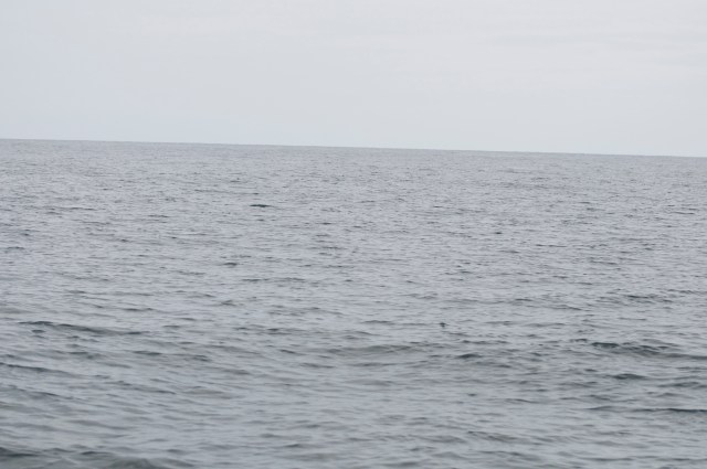 The Gulf of Mexico: our view for the next 24 hours.