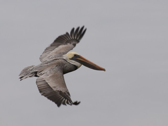 The Brown Pelican is a curious creature.