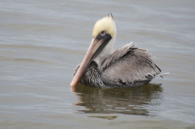 A lone Brown Pelican lands in the water next to us and circles the boat, as if to welcome us.