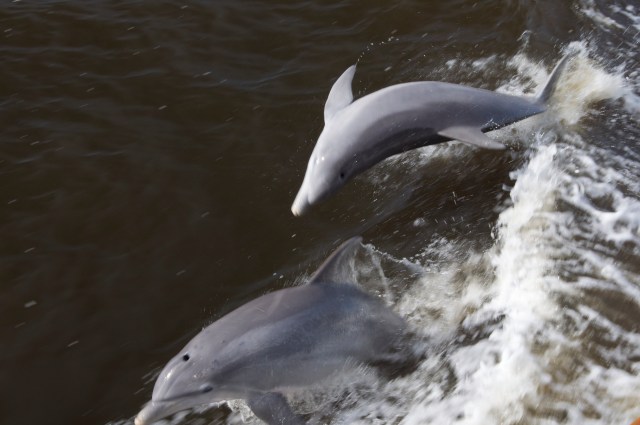 The Traveler is welcomed to Florida by her favorite residents.  