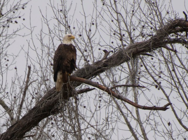 An eagle assesses our progress.