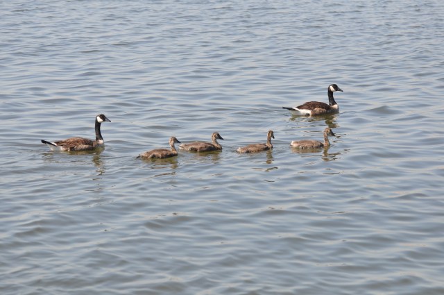 A family of geese,