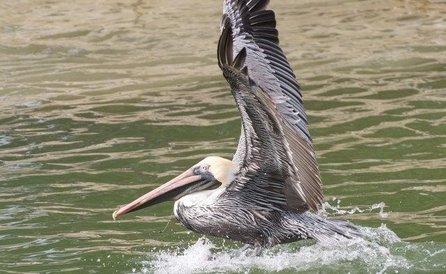 A pelican's landing is rarely graceful, but it does have a certain choreography to it.