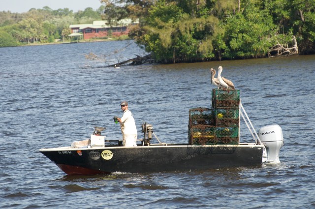 A waterman works the Caloosahatchee River.  Ya gotta love his crew.