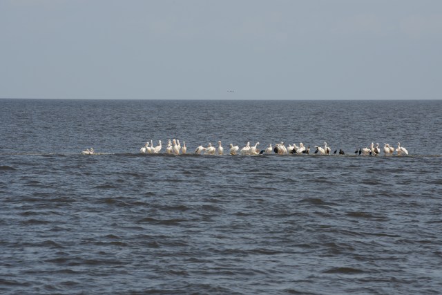 Don't boat where birds walk.  These white pelicans and cormorants enjoy resting on a shallow spot.