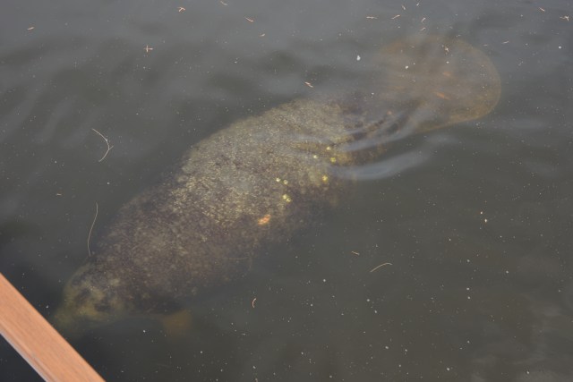 This manatee, encountered at a lock illustrates my point.