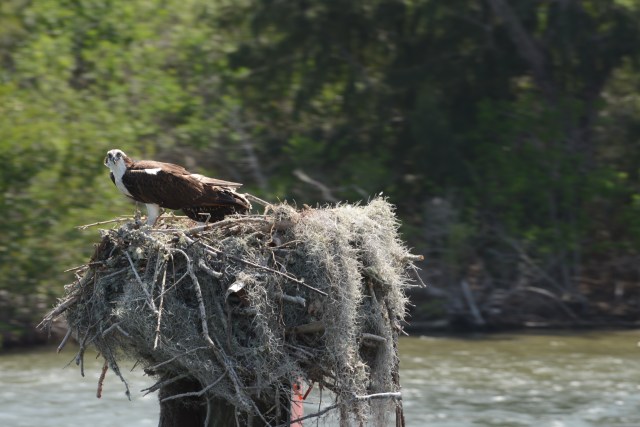 Fortunately there are day beacons and osprey to lead the way
