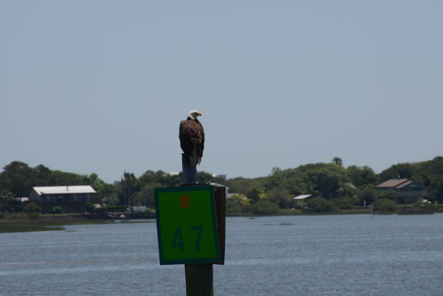 A Bald Eagle assesses our progress.  Yes sir, we are keeping within the channel.