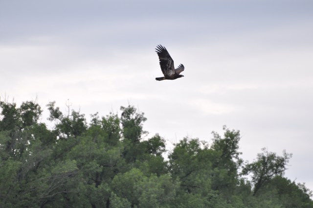 A juvenile Bald Eagle flys across the Traveler's bow.