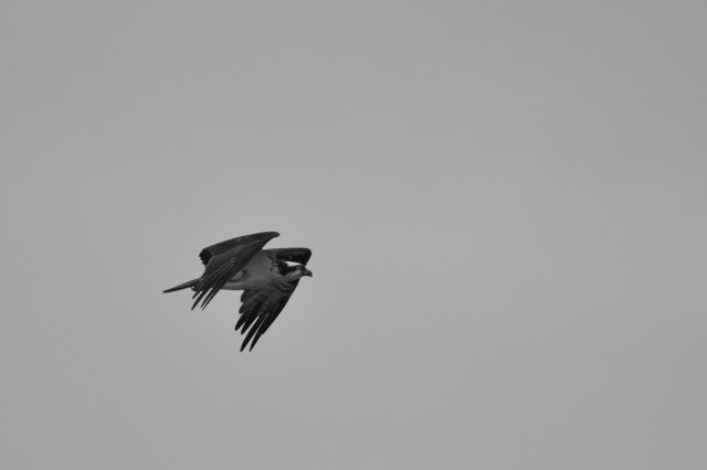 As we approached Hudson, Bob whistled up an osprey from its nest.  He often get them to answer his call, but this one flew straight at the flybridge to respond.