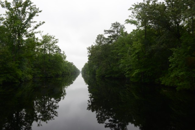 We spent two days traversing through the Dismal Swamp.  This lowland area was first surveyed and tamed by George Washington.
