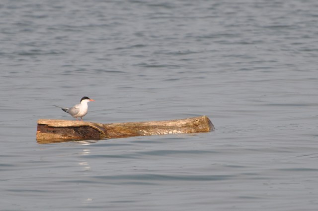 A common tern joins the neighborhood.