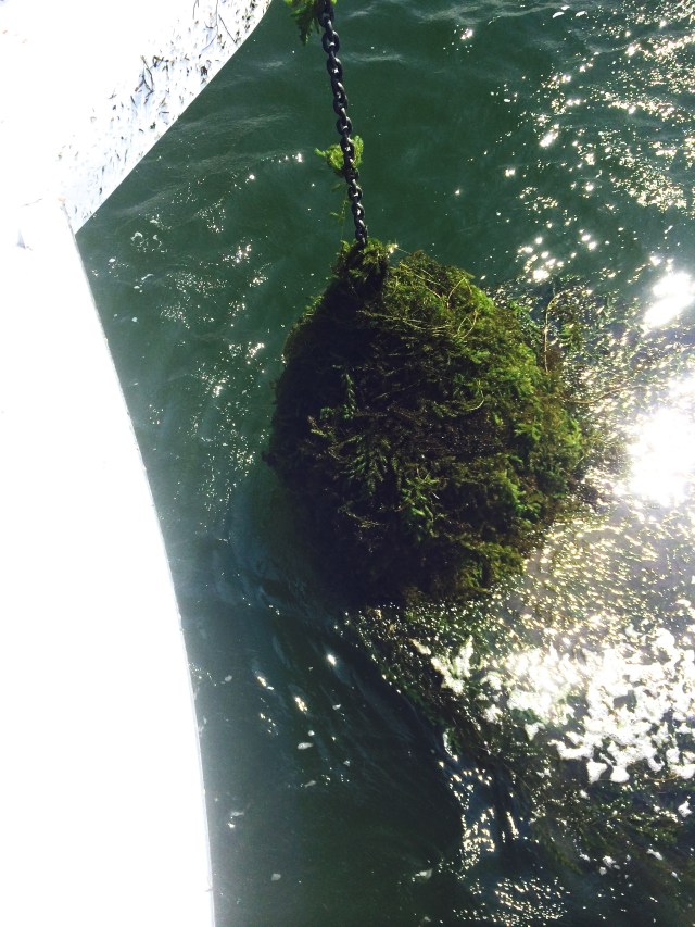 The water-grass collected on the anchor as Bob raised it.