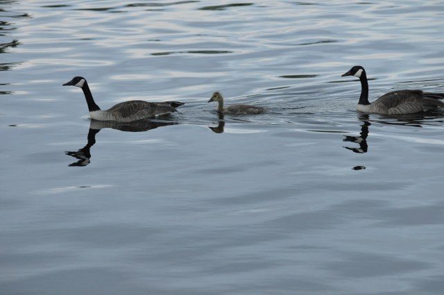 This Canadian Goose family is the epitome of springtime in New York
