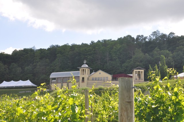 The vines reaching for the sunlight.