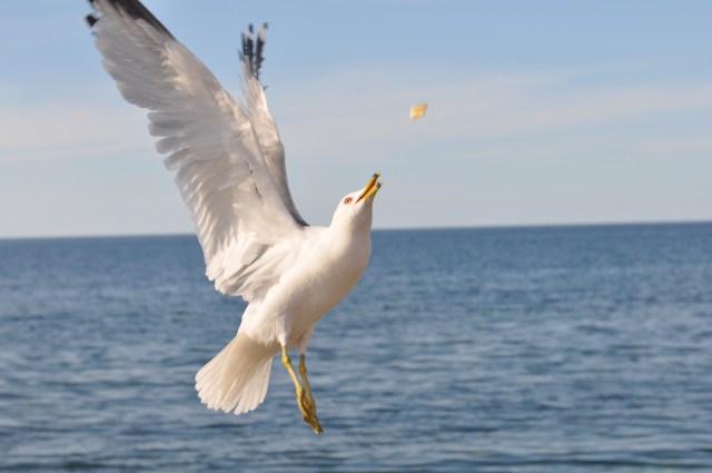 A Ring-billed Gull zeroing in on a bit of bread.