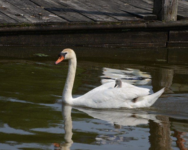 A Mute Swan with its cygnet. 