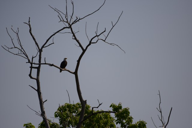 This Bald Eagle held his ground as an Osprey complained about the trespasser in its territory.