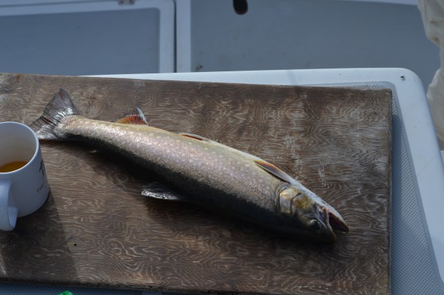 The prize goes to Ann for catching the most delicious fish of the week - a lovely Brook Trout!