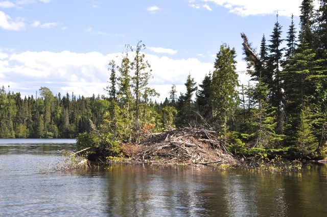 Beaver lodge in Chippewa Harbor