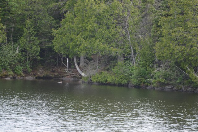 The post marks a portage trail that leads to another lake.  You can explore the island by canoe or kayak through its many interior lakes.