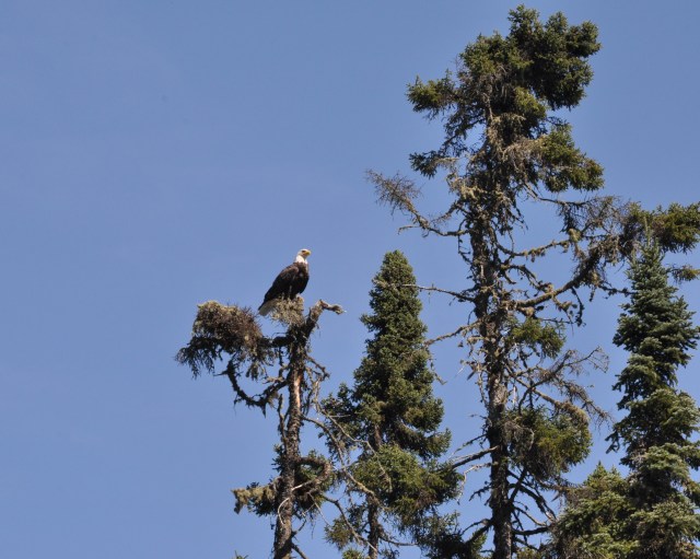 An eagle lands in a tree above the dinghy.  He must be questioning our intrusion into his domain.
