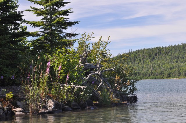 Wildflowers on Willard Island