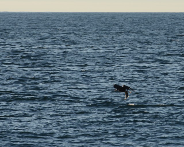 Fly fishing at its best!